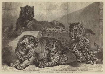 Leopardos e Tigresas recentemente adicionados à Coleção da Sociedade Zoológica, Regent&39;s Park